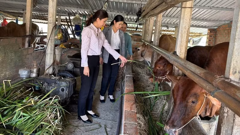 nhung-can-bo-tin-dung-nhcsxh-an-khe-luon-gan-bo-co-so-tan-tinh-giup-dan-su-dung-von-chinh-sach-phat-trien-san-xuat-kinh-doanh-cai-thien-cuoc-song-6848.jpg