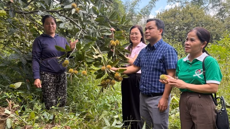 giam-doc-pgd-trung-khanh-hoang-thu-phuong-kiem-tra-ho-vay-be-thi-dien-xom-ban-khay-xa-dam-thuy-3906.jpg