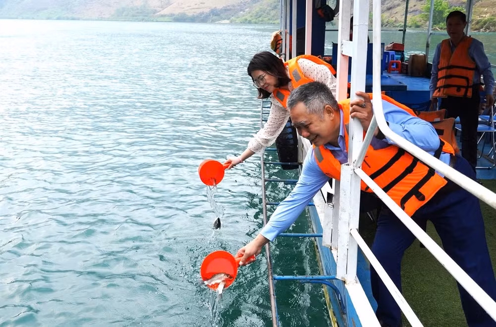 Thả cá giống tái tạo nguồn lợi thủy sản tại lòng hồ thủy điện Nho Quế 1.