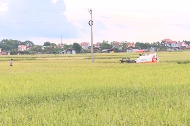 Nông dân Thanh Hóa gặt lúa trước bão.