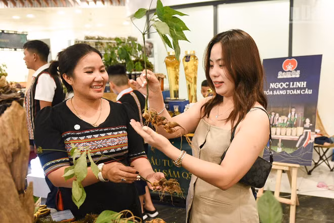Người dân được thấy những cây sâm Ngọc Linh.