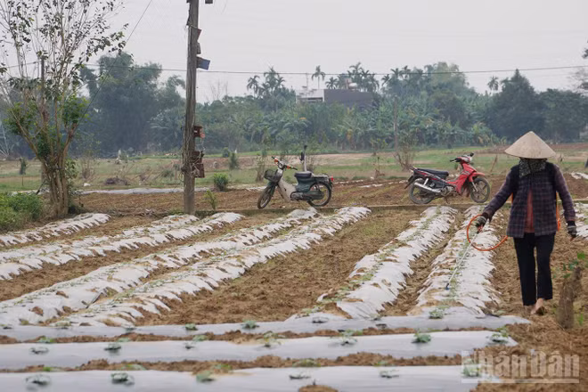 Nông dân làng rau Bàu Tròn (xã Đại Lộc) tái trồng trọt sau khi lũ rút.