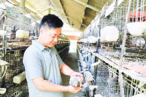 Anh Hứa Văn Bắc, thôn Tân Lâm, xã Bắc Quang làm giàu từ mô hình nuôi chim bồ câu Pháp.