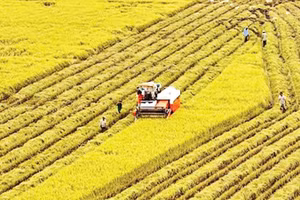 Thu hoạch lúa thơm đặc sản trên cánh đồng xã Liêu Tú.