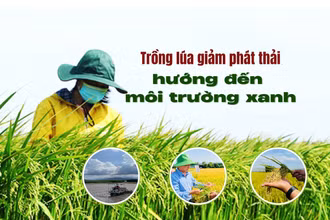Trồng lúa giảm phát thải, hướng đến môi trường xanh