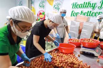Sơ chế vải xuất khẩu tại Công ty CP Tập đoàn xuất nhập khẩu trái cây Chánh Thu. (Ảnh: MINH ANH)