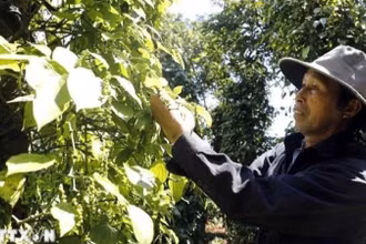 Nông dân thu hoạch hồ tiêu. (Ảnh: Trần Việt/TTXVN)