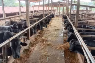 Khu vực chăn nuôi của Hợp tác xã Chăn nuôi bò và Dịch vụ sản xuất nông nghiệp Nga My (Thái Nguyên).