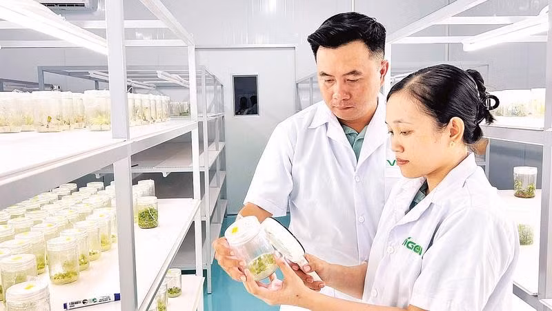 Ứng dụng khoa học, công nghệ trong sản xuất cây giống tại xã Chợ Lách (tỉnh Vĩnh Long).