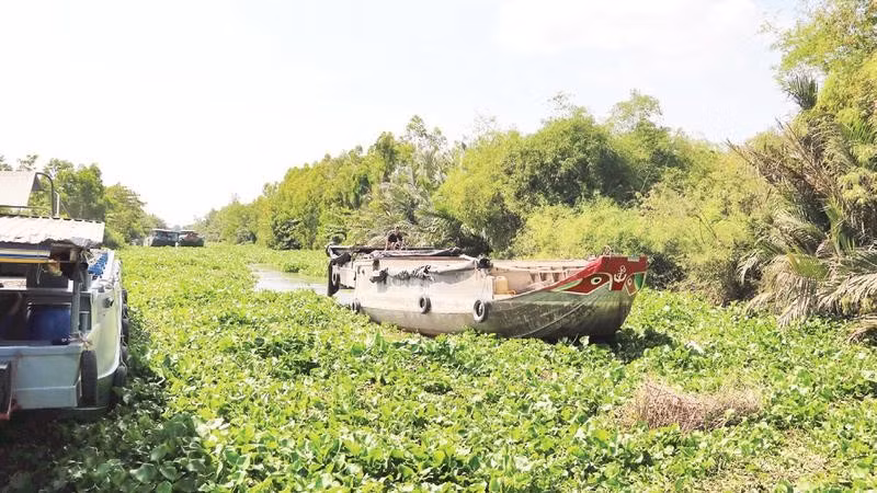 Phương tiện giao thông thủy di chuyển khó khăn do tuyến kênh 3/2, xã Long Hiệp, tỉnh Vĩnh Long dày đặc lục bình.