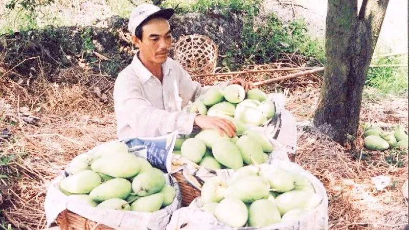 Nông dân xã An Thạnh thu hoạch xoài.