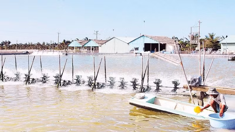 Nông dân phường Khánh Hòa ứng dụng mô hình nuôi tôm công nghệ cao.