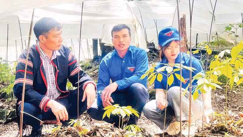 Nhiều thanh niên vùng cao mạnh dạn đầu tư, khởi nghiệp với sâm Ngọc Linh và dược liệu có giá trị kinh tế cao.