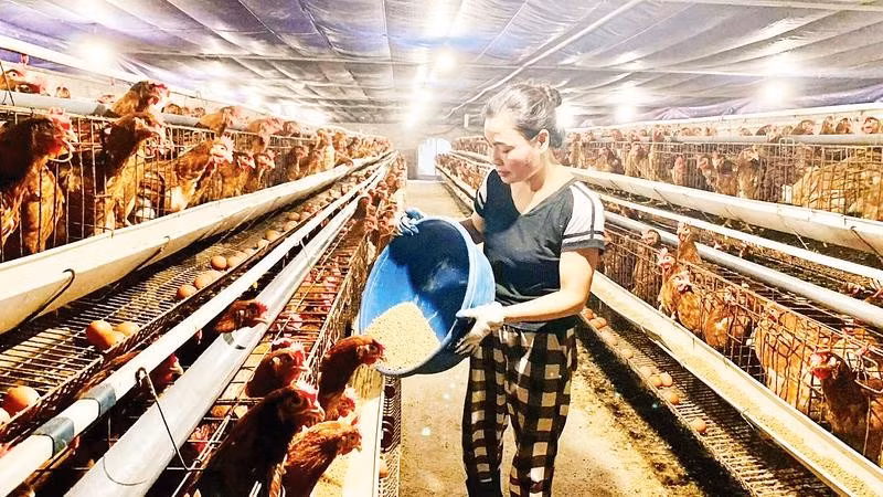 Chăn nuôi an toàn sinh học tại trang trại gà ở xã Lương Bằng, tỉnh Hưng Yên.