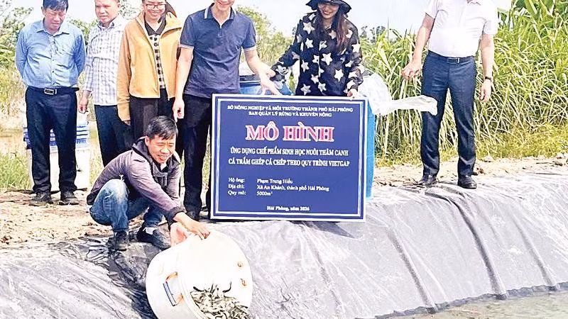 Thả cá giống tại mô hình ứng dụng chế phẩm sinh học nuôi thâm canh cá trắm ghép cá chép theo quy trình VietGAP ở xã An Khánh.