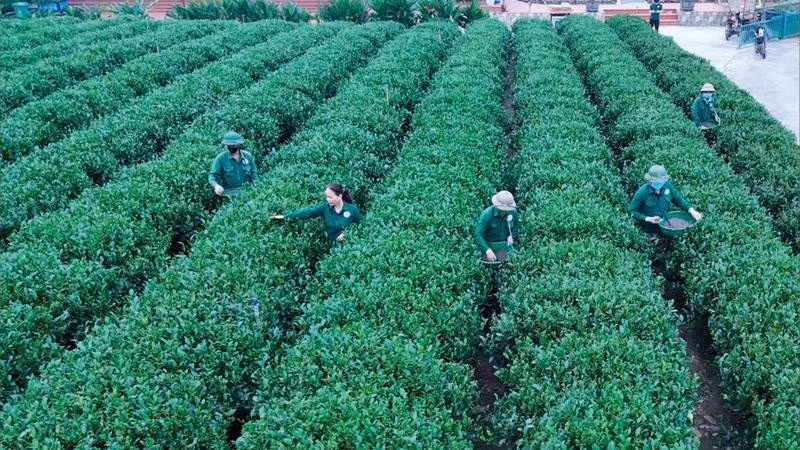 Người dân xã Tân Cương chăm sóc cây chè.