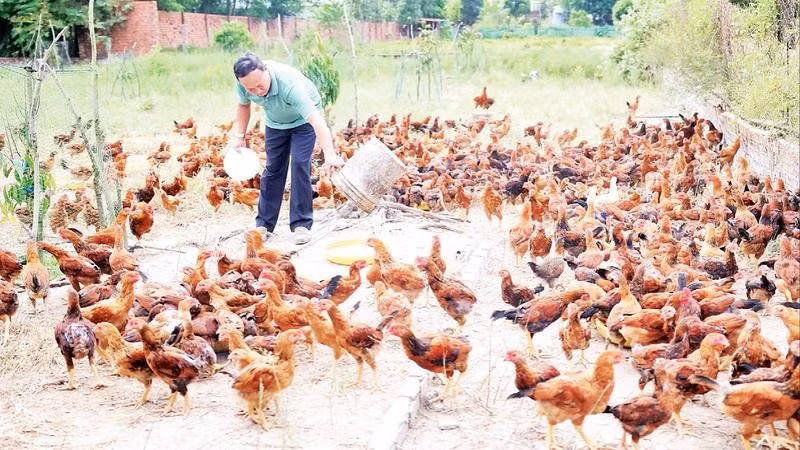 Hộ chăn nuôi ở Thành phố Hồ Chí Minh tăng đàn gà chuẩn bị nguồn cung phục vụ nhu cầu thị trường Tết Nguyên đán Bính Ngọ 2026.