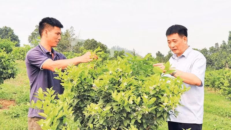 Nhiều hộ dân ở xã Sơn Dương đã chuyển đổi diện tích đất trồng chè và sắn sang trồng chanh tứ thì, mang lại thu nhập ổn định.