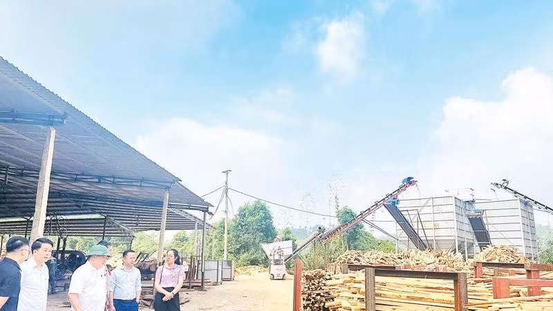 Lãnh đạo xã Nghĩa Tá kiểm tra tình hình chế biến lâm sản trên địa bàn (Ảnh THU BÌNH)