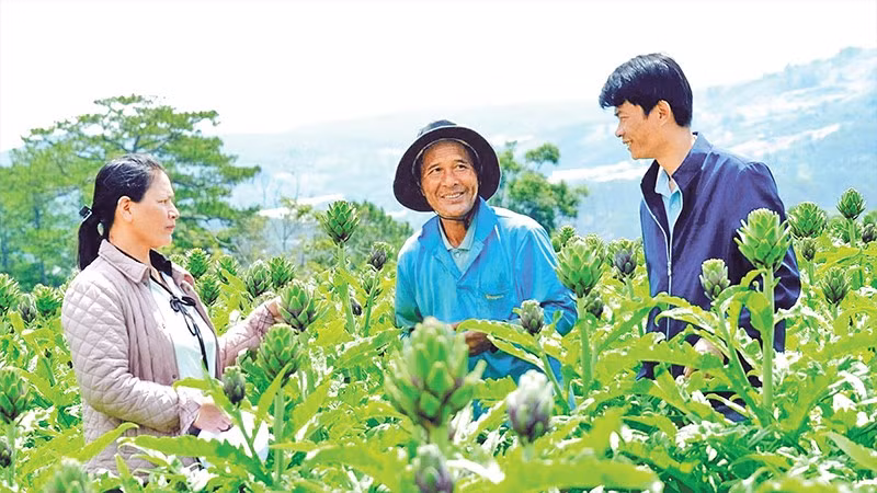 Liên kết trồng cây dược liệu atisô với doanh nghiệp mang lại thu nhập ổn định cho nhiều nông dân tại xã Lạc Dương, tỉnh Lâm Đồng.