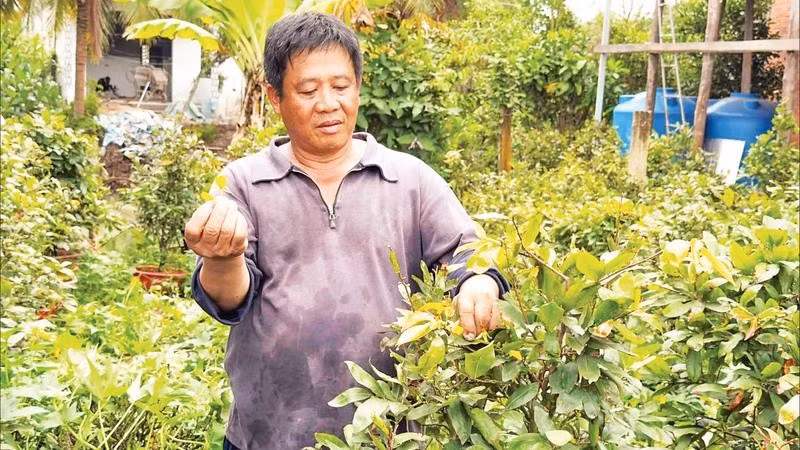 Ông Tiêu Văn Ghi chăm sóc mai Tết.