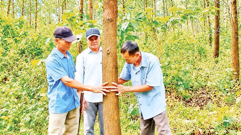 Người dân thôn An Tuyền, xã Hiếu Giang kiểm tra đường kính thân của cây rừng trồng theo mô hình gỗ lớn.