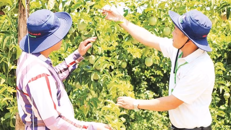 Mô hình IPHM giúp cây trồng khỏe, giảm chi phí sản xuất và nâng cao hiệu quả kinh tế.