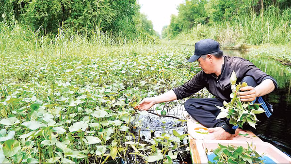 Rau muống đồng tự nhiên dưới kênh rạch trong rừng được nhóm thợ rừng thu hoạch trên đường về để phục vụ bữa ăn. (Ảnh: HỮU TÙNG)
