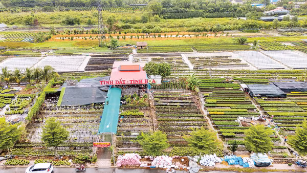 Tổ hợp tác và cung ứng hoa kiểng Tân An của anh Đặng Văn Giàu. (Ảnh: MỸ HÀ)