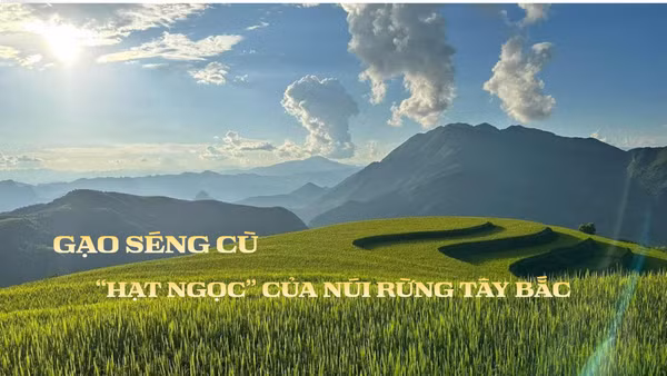 “Mùa vàng” Mường Than và câu chuyện OCOP của hạt gạo Séng Cù