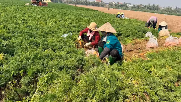 Thu hoạch cà-rốt muộn tại xã Cao Ðức, thành phố Bắc Ninh. (Ảnh minh họa, nguồn : AN TRÂN)