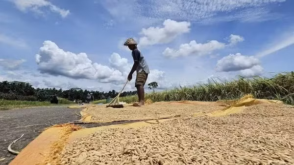 Indonesia đang triển khai các biện pháp ứng phó nguy cơ El Niño. (Ảnh: Nông dân Indonesia phơi lúa ngay bên bờ ruộng/TTXVN) 