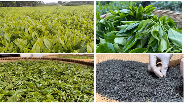 Hướng tới nền nông nghiệp carbon thấp là chìa khóa để Việt Nam khẳng định vị thế trong nền kinh tế xanh toàn cầu. (Ảnh: NGUYỄN THỊ THÚY HẰNG)