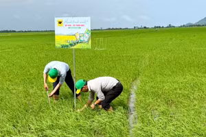 Mô hình "Hành trình Xanh - Đất khỏe, cây trồng khỏe" được triển khai trên ruộng lúa của anh Huỳnh Thành Chuẩn (xã Sơn Kiên, tỉnh An Giang) nhằm đánh giá hiệu quả cải tạo đất phèn ngay từ đầu vụ. (Ảnh: NVCC)