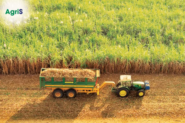 Những cánh đồng mía bất tận khiến Trần Nguyễn Huy Ninh ngỡ ngàng, thay đổi hoàn toàn cái nhìn về nông nghiệp hiện đại. Ảnh: AgriS