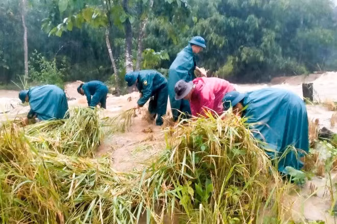 Các lực lượng vũ trang đóng chân trên địa bàn xã La Dêê giúp người dân thu hoạch lúa chín sớm.
