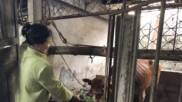 Mô hình sinh kế nuôi bê lai Sind giúp nhiều hộ thoát nghèo