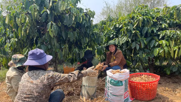 Mô hình trồng gừng sẻ giúp nhiều người dân xã Đăk Tô có thu nhập ổn định, thoát nghèo