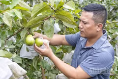 Vườn ổi không hạt của gia đình anh Nguyễn Văn Thắng cho thu nhập hàng trăm triệu đồng mỗi năm. (Ảnh: Đ.P)