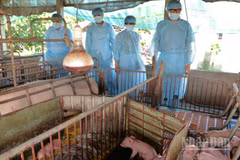 Mô hình chăn nuôi lợn trên địa bàn tỉnh Đồng Tháp. (Ảnh: NGUYỄN SỰ)