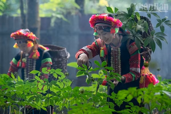 Công nhân Công ty cổ phần sâm Pusilung thu hoạch lá sâm.