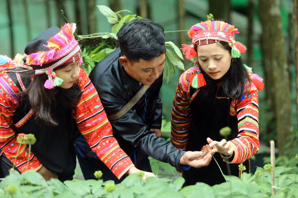 Lai Châu đang từng bước hình thành các vùng trồng dược liệu dưới tán rừng. (Ảnh: Trần Tuấn)