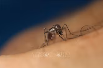 Muỗi Aedes aegypti. (Ảnh: THX/TTXVN)