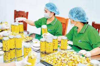 Đóng gói sản phẩm trà hoa vàng tại Hợp tác xã dược liệu công nghệ cao Trường Sơn.