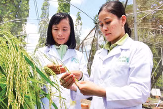 Viện Lúa Đồng bằng sông Cửu Long đang chuẩn bị triển khai nhiều kế hoạch nghiên cứu chuyên biệt phục vụ Đề án 1 triệu héc- ta lúa chất lượng cao.