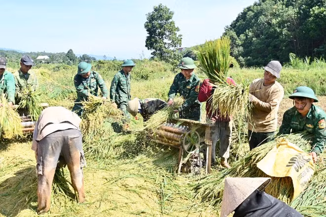 Cán bộ, chiến sĩ Đồn Biên phòng cửa khẩu A Đớt hỗ trợ người dân thôn A Tin, xã A Lưới 4 thu hoạch lúa.