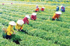 Thi hái chè ở Lễ hội chè xã Đường Hoa, Quảng Ninh.
