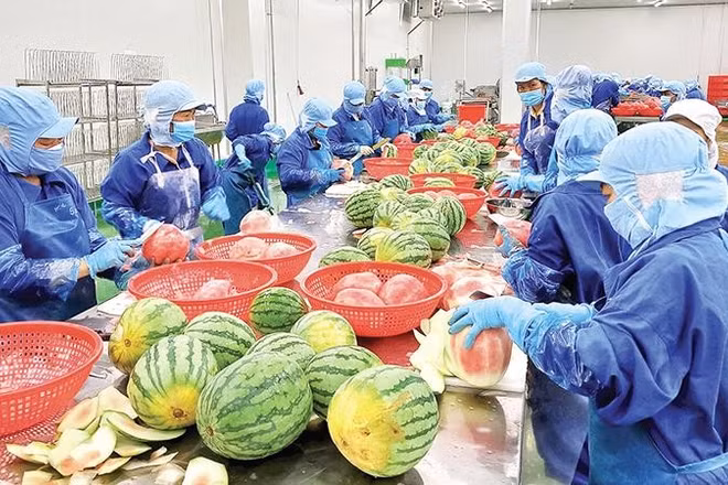 Chế biến trái cây tại Công ty cổ phần công nghiệp thực phẩm Thabico Tiền Giang (xã Bình Ninh, tỉnh Đồng Tháp).