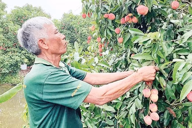 Nông dân xã Đoàn Đào, tỉnh Hưng Yên chuyển đổi trồng vải trứng theo quy trình Viet GAP có giá bán từ 150.000-300.000 đồng/kg.