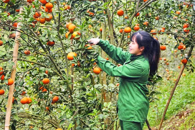 Người dân xã Bạch Thông thu hái cam sành trồng trên đất dốc.
